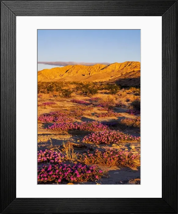 Framed Print : Sand verbena wildflowers in the Coachella Valley National Wildlife Refuge near Palm Springs, California, USA Framed Print : Sand verbena wildflowers in the Coachella Valley National Wildlife Refuge near Palm Springs, California, USA