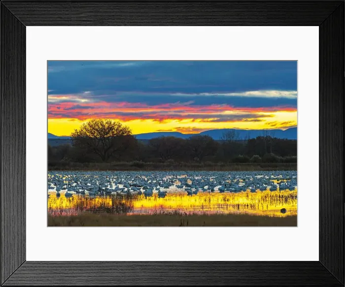 Framed Print : USA, New Mexico, Bosque Del Apache National Wildlife Refuge Framed Print : USA, New Mexico, Bosque Del Apache National Wildlife Refuge