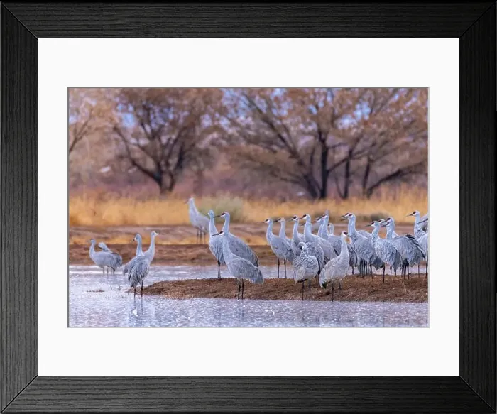 Framed Print : USA, New Mexico, Ladd S. Gordon Waterfowl Complex Framed Print : USA, New Mexico, Ladd S. Gordon Waterfowl Complex