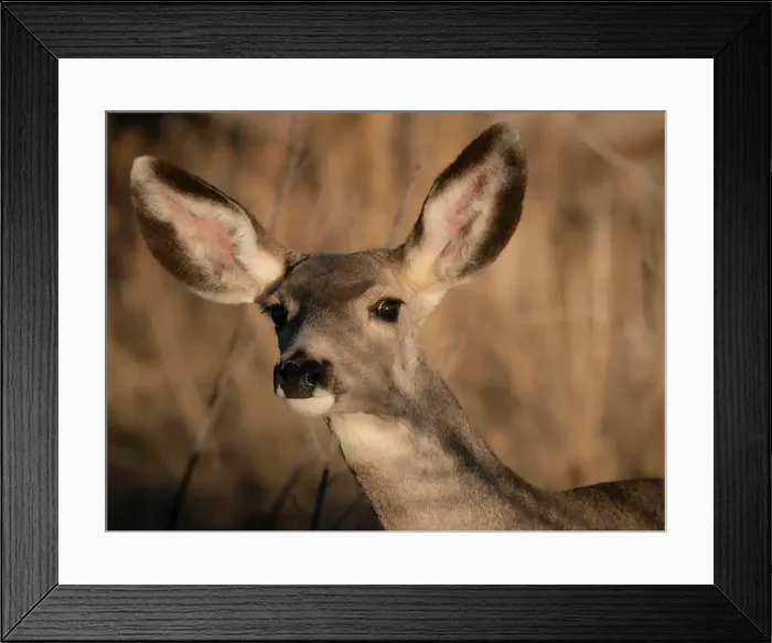 Framed Print : Curious mule deer doe, Bosque del Apache National Wildlife Refuge, New Mexico Framed Print : Curious mule deer doe, Bosque del Apache National Wildlife Refuge, New Mexico