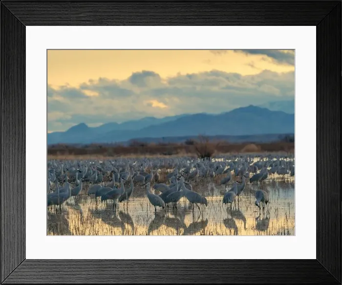 Framed Print : Sandhill cranes roost at sunrise, Bernardo Wildlife Area, New Mexico, USA Framed Print : Sandhill cranes roost at sunrise, Bernardo Wildlife Area, New Mexico, USA