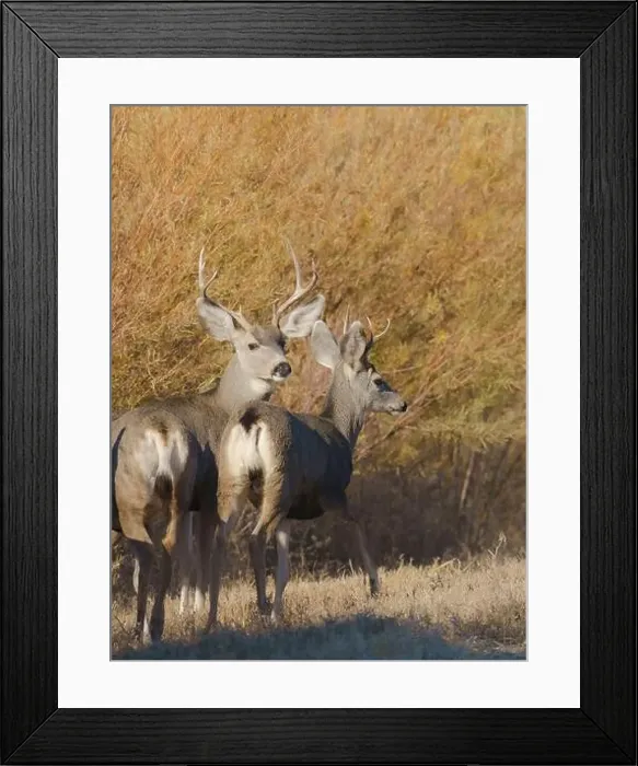 Framed Print : Young bucks, Bosque del Apache National Wildlife Refuge, New Mexico Framed Print : Young bucks, Bosque del Apache National Wildlife Refuge, New Mexico