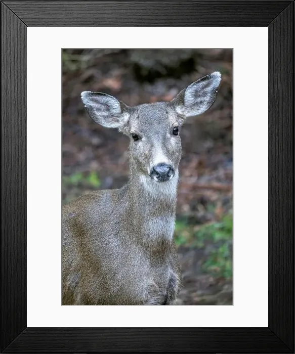 Framed Print : Issaquah, Washington State, USA. Close-up of a black-tailed deer doe standing in a yard next to a forest Framed Print : Issaquah, Washington State, USA. Close-up of a black-tailed deer doe standing in a yard next to a forest
