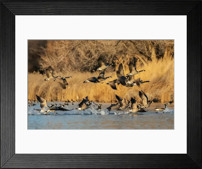 Framed Print : Canada geese taking flight from a wetland refuge in southern Idaho during migration