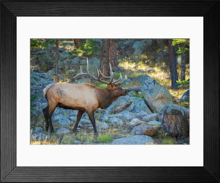 Framed Print : Bull elk scanning nearby meadow in the Rocky Mountains of Colorado Framed Print : Bull elk scanning nearby meadow in the Rocky Mountains of Colorado