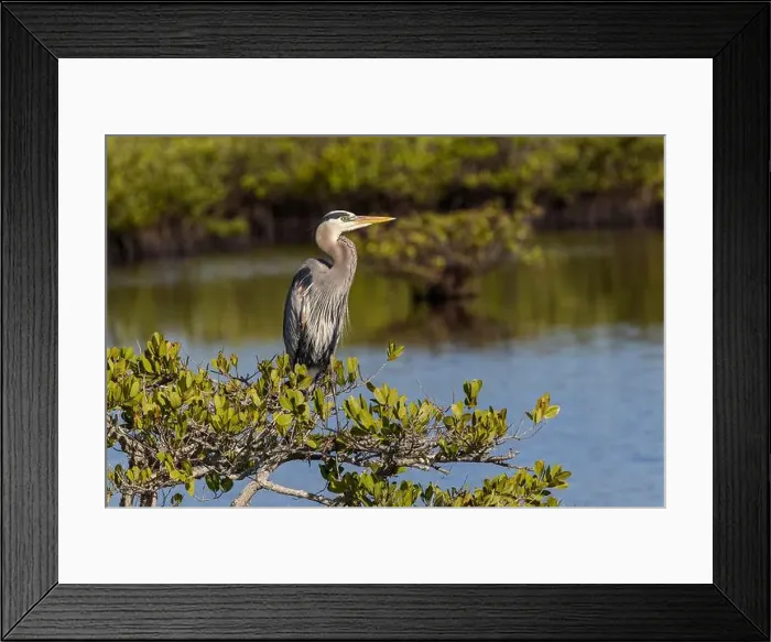 Framed Print : Great blue heron in red mangrove. Merritt Island National Wildlife Refuge, Florida Framed Print : Great blue heron in red mangrove. Merritt Island National Wildlife Refuge, Florida
