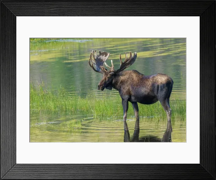 Framed Print : Bull moose takes advantage of a small pond to cool off in the Rocky Mountains of Colorado Framed Print : Bull moose takes advantage of a small pond to cool off in the Rocky Mountains of Colorado