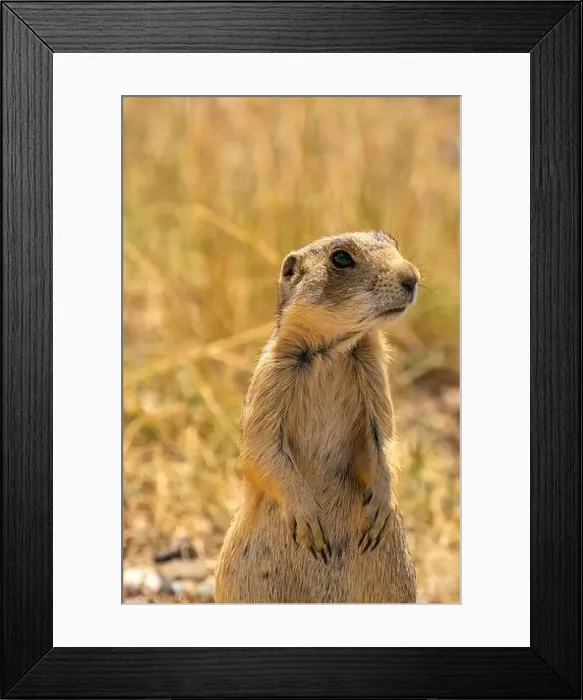 Framed Print : USA, Colorado, Arapaho National Wildlife Refuge Framed Print : USA, Colorado, Arapaho National Wildlife Refuge