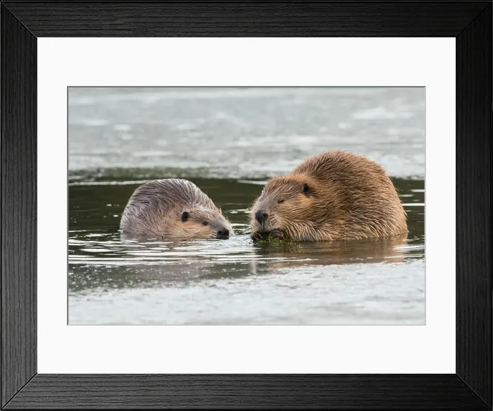 Framed Print : Adult beaver forages along with a youngster in an opening in the ice Framed Print : Adult beaver forages along with a youngster in an opening in the ice
