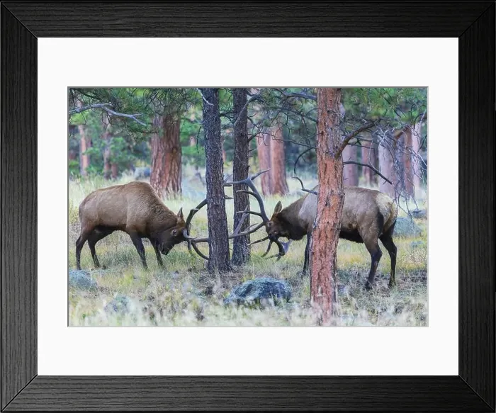 Framed Print : Pair of bull elk fight among the Ponderosa pines for control of the cow elk herd, Colorado Rockies Framed Print : Pair of bull elk fight among the Ponderosa pines for control of the cow elk herd, Colorado Rockies