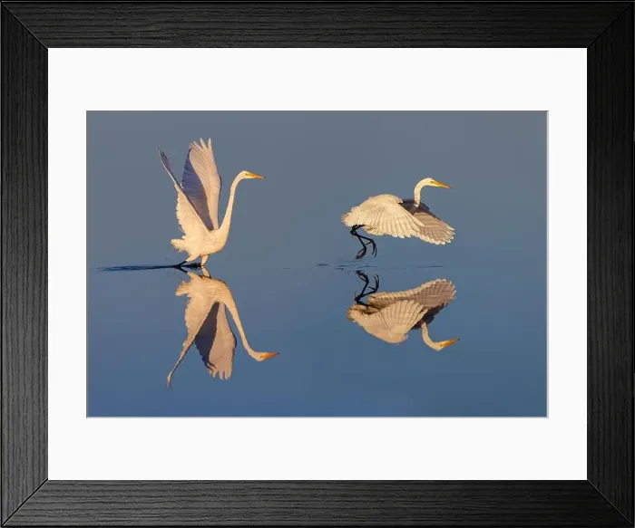Framed Print : Great egret reflection on still water while fishing, Merritt Island National Wildlife Refuge, Florida Framed Print : Great egret reflection on still water while fishing, Merritt Island National Wildlife Refuge, Florida