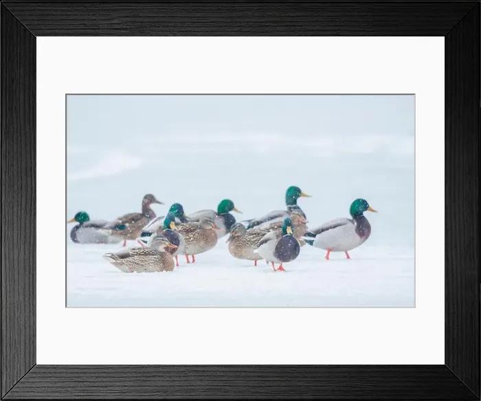 Framed Print : Mallard ducks waiting out winter storm on frozen wetland Framed Print : Mallard ducks waiting out winter storm on frozen wetland