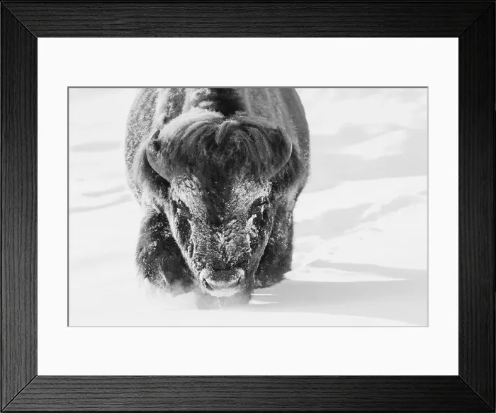 Framed Print : Bull bison wading through the deep snow of Yellowstone Framed Print : Bull bison wading through the deep snow of Yellowstone