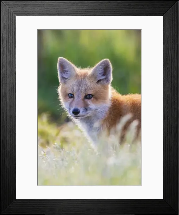 Framed Print : Red fox kit portrait in backlight, Washington State Framed Print : Red fox kit portrait in backlight, Washington State