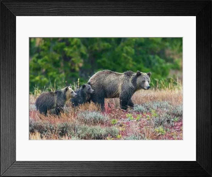 Framed Print : Grizzly bear sow with twin cubs during an autumn rain shower in Wyoming Framed Print : Grizzly bear sow with twin cubs during an autumn rain shower in Wyoming
