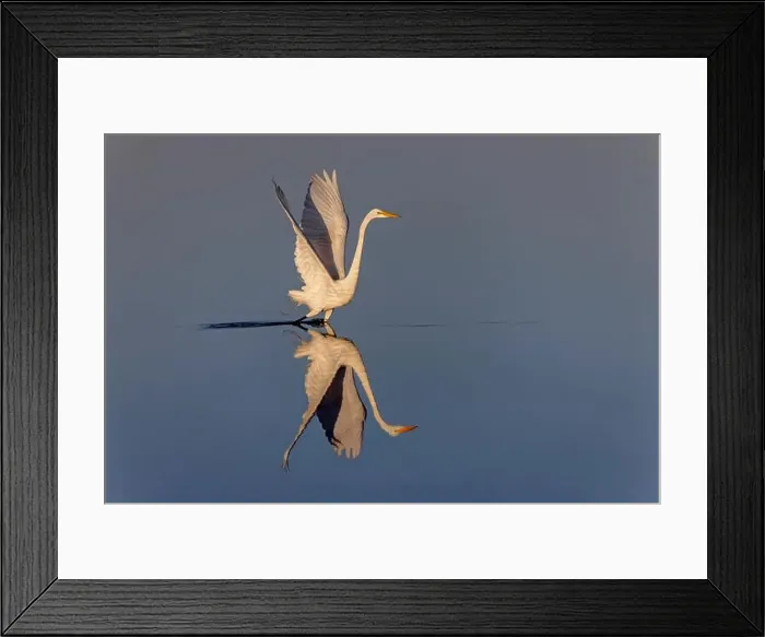 Framed Print : Great egret reflection on still water while fishing, Merritt Island National Wildlife Refuge, Florida Framed Print : Great egret reflection on still water while fishing, Merritt Island National Wildlife Refuge, Florida