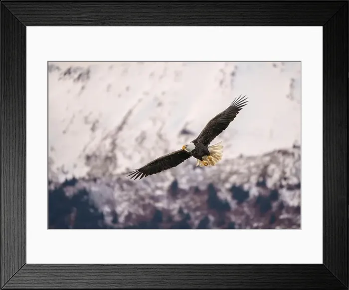 Framed Print : Majestic Bald Eagle in Flight Over Snowy Mountain Landscape