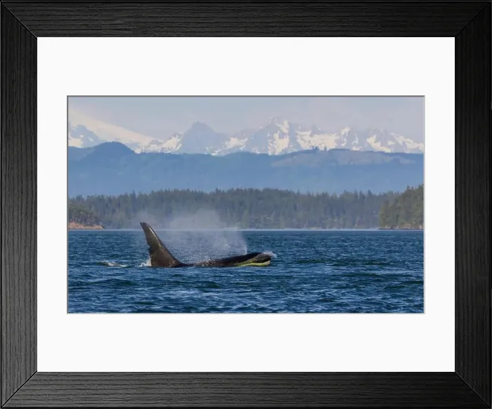 Framed Print : Orca whale surfacing in front of the Cascade Mountain Range, Washington State Framed Print : Orca whale surfacing in front of the Cascade Mountain Range, Washington State