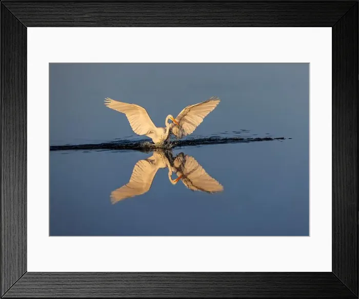Framed Print : Great egret reflection on still water while fishing, Merritt Island National Wildlife Refuge, Florida Framed Print : Great egret reflection on still water while fishing, Merritt Island National Wildlife Refuge, Florida