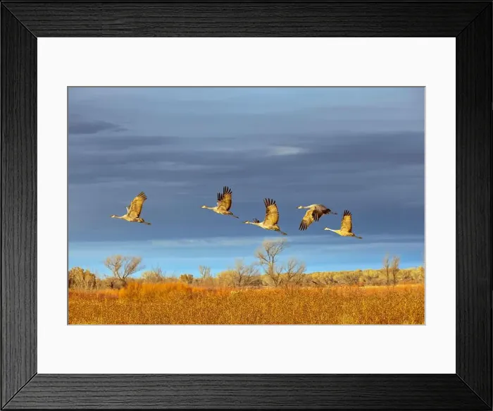Framed Print : Sandhill cranes in flight formation. Bosque del Apache National Wildlife Refuge, New Mexico Framed Print : Sandhill cranes in flight formation. Bosque del Apache National Wildlife Refuge, New Mexico