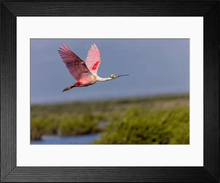 Framed Print : Roseate spoonbill in flight, Merritt Island National Wildlife Refuge, Florida Framed Print : Roseate spoonbill in flight, Merritt Island National Wildlife Refuge, Florida
