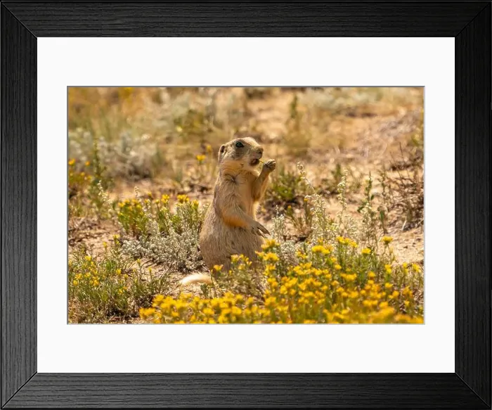 Framed Print : USA, Colorado, Arapaho National Wildlife Refuge Framed Print : USA, Colorado, Arapaho National Wildlife Refuge