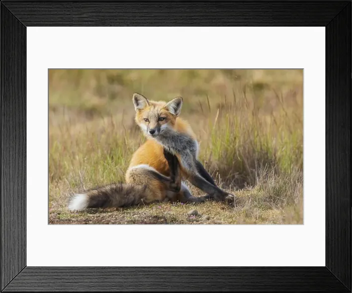 Framed Print : Young red fox with an itch in Washington State Framed Print : Young red fox with an itch in Washington State