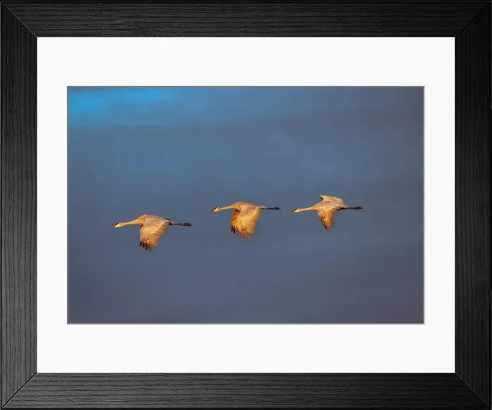 Framed Print : Sandhill cranes in flight formation. Bosque del Apache National Wildlife Refuge, New Mexico Framed Print : Sandhill cranes in flight formation. Bosque del Apache National Wildlife Refuge, New Mexico