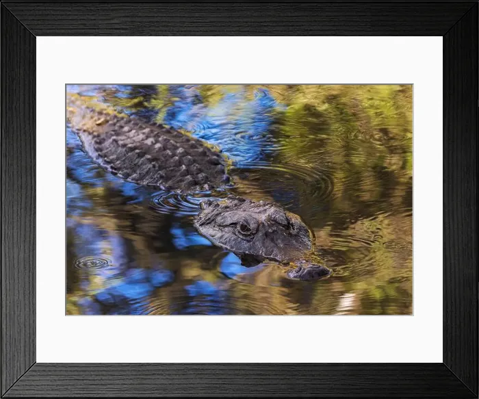 Framed Print : American alligator. Merritt Island National Wildlife Refuge, Florida Framed Print : American alligator. Merritt Island National Wildlife Refuge, Florida