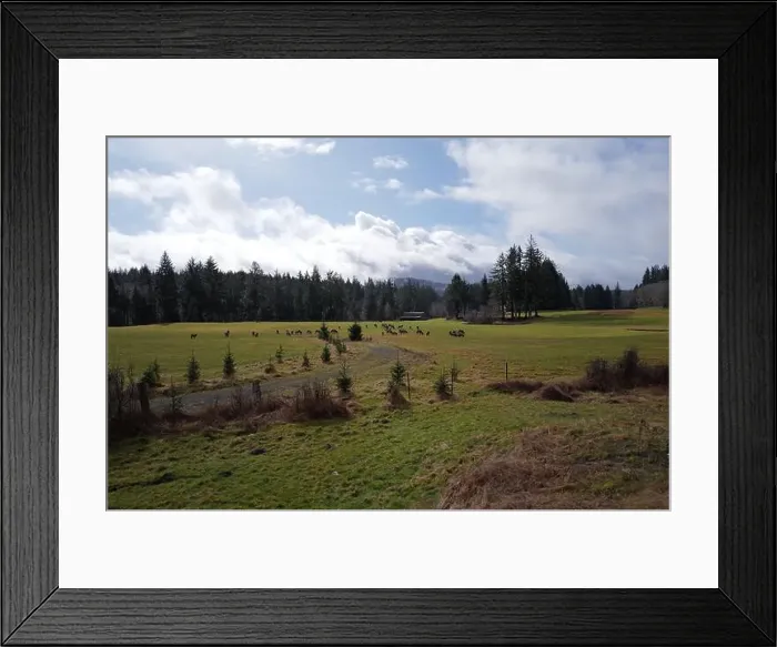 Framed Print : Sites around the Lake Quinault area in Olympic National Park Framed Print : Sites around the Lake Quinault area in Olympic National Park