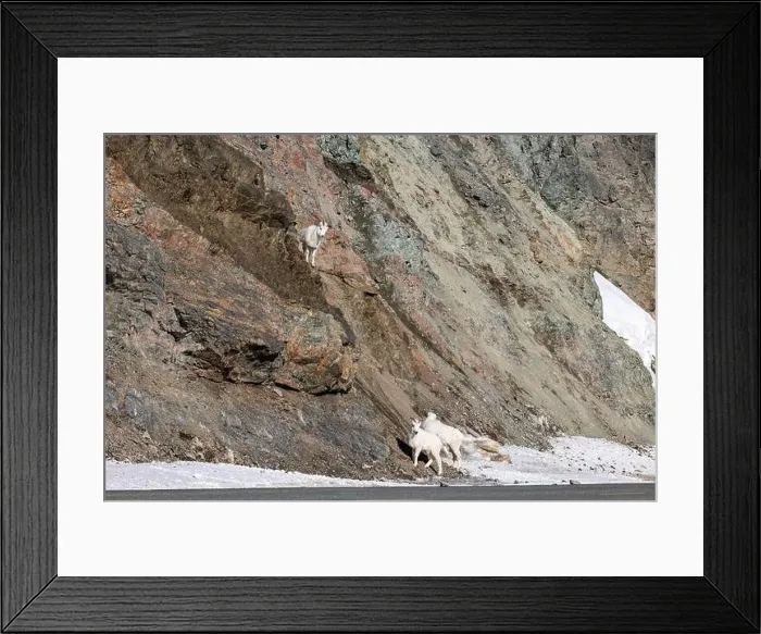 Framed Print : Dall sheep next to the Richardson Highway on a sunny spring day in Alaska Framed Print : Dall sheep next to the Richardson Highway on a sunny spring day in Alaska