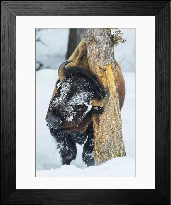 Framed Print : Tree hugging bull bison, winter in Yellowstone, Wyoming Framed Print : Tree hugging bull bison, winter in Yellowstone, Wyoming