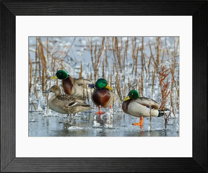 Framed Print : Mallard drakes and Northern pintail hen rest on frozen wetland Framed Print : Mallard drakes and Northern pintail hen rest on frozen wetland