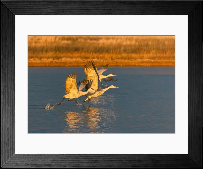 Framed Print : Sandhill cranes taking off at first light. Bosque del Apache National Wildlife Refuge, New Mexico Framed Print : Sandhill cranes taking off at first light. Bosque del Apache National Wildlife Refuge, New Mexico