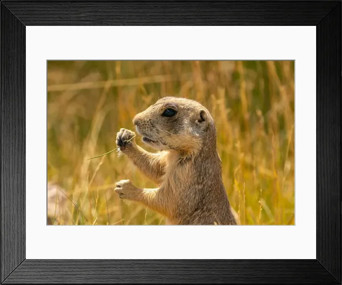 Framed Print : USA, Colorado, Arapaho National Wildlife Refuge Framed Print : USA, Colorado, Arapaho National Wildlife Refuge