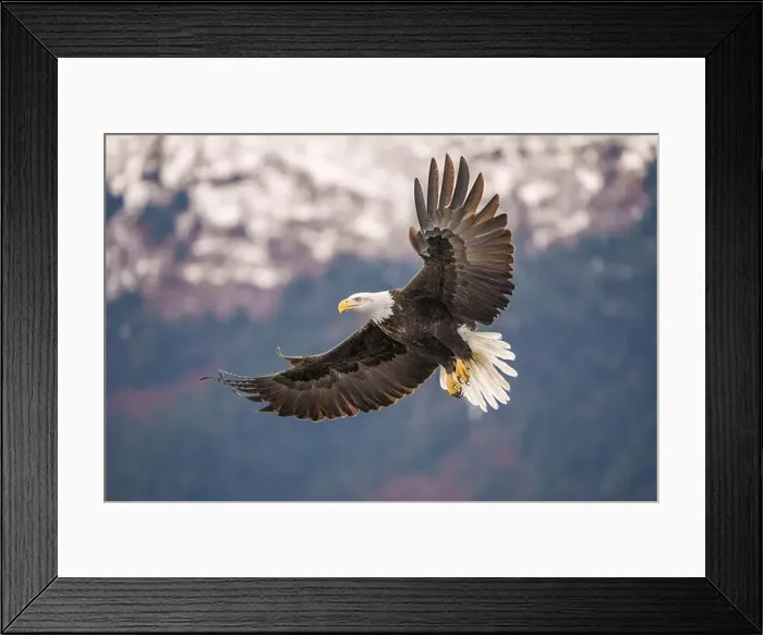 Framed Print : Magnificent Bald Eagle Gliding in Majestic Flight Over Scenic Sn Framed Print : Magnificent Bald Eagle Gliding in Majestic Flight Over Scenic Sn