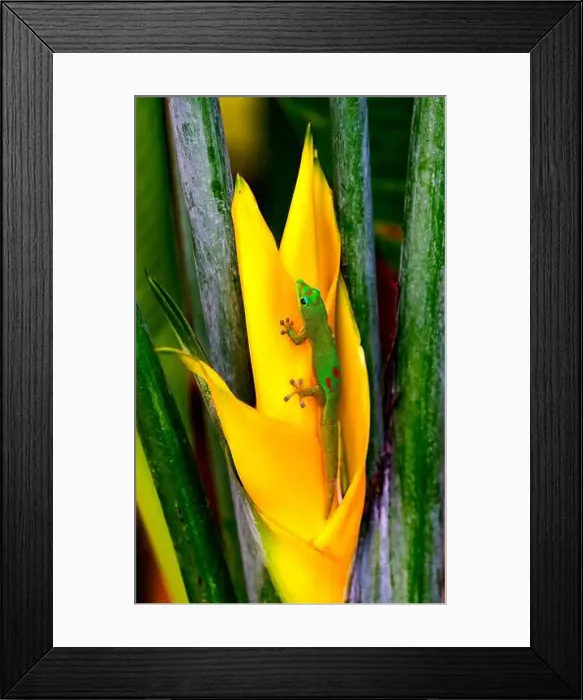 Framed Print : Gold dust day gecko Hawaii. Gecko native to Madagascar Introduced into Hawaii Framed Print : Gold dust day gecko Hawaii. Gecko native to Madagascar Introduced into Hawaii