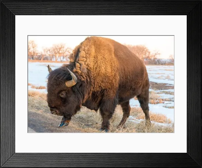 Framed Print : USA, Colorado, Denver. Bison grazing edge of auto tour road Rocky Mountain Arsenal National Wildlife Refuge Framed Print : USA, Colorado, Denver. Bison grazing edge of auto tour road Rocky Mountain Arsenal National Wildlife Refuge