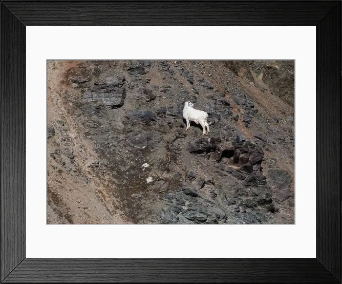 Framed Print : Dall sheep standing on rocks on the side of a mountain looking to the side on a sunny spring day in Alaska Framed Print : Dall sheep standing on rocks on the side of a mountain looking to the side on a sunny spring day in Alaska