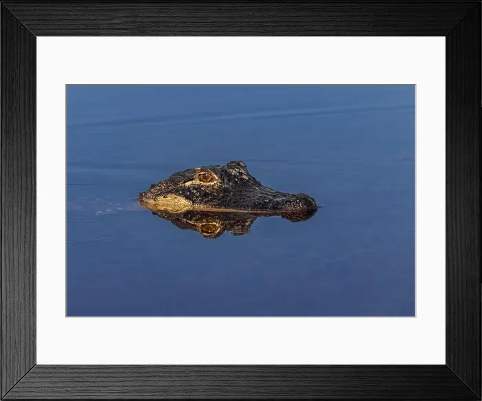 Framed Print : American alligator. Merritt Island National Wildlife Refuge, Florida Framed Print : American alligator. Merritt Island National Wildlife Refuge, Florida