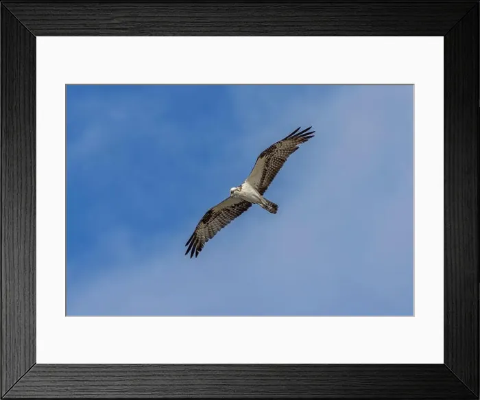Framed Print : Osprey in flight, Merritt Island National Wildlife Refuge, Florida Framed Print : Osprey in flight, Merritt Island National Wildlife Refuge, Florida
