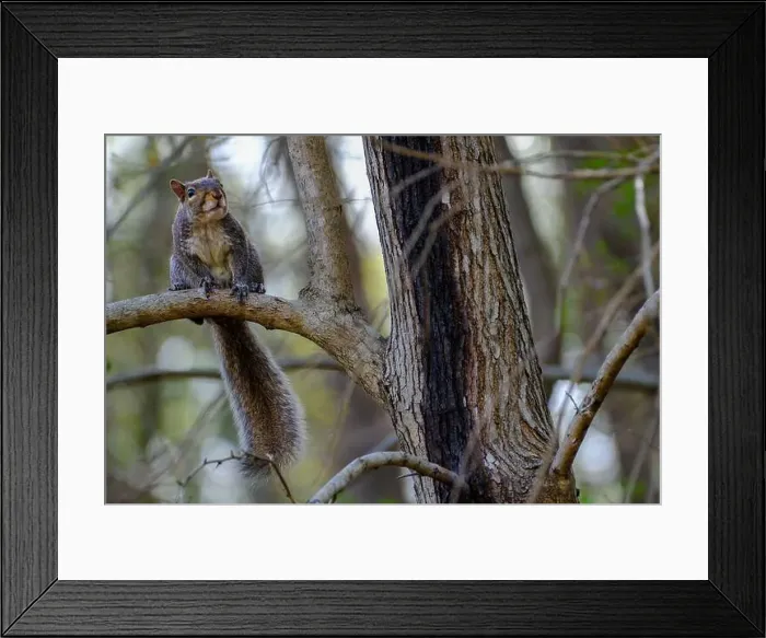 Framed Print : Eastern gray squirrel perched on branch watches Framed Print : Eastern gray squirrel perched on branch watches