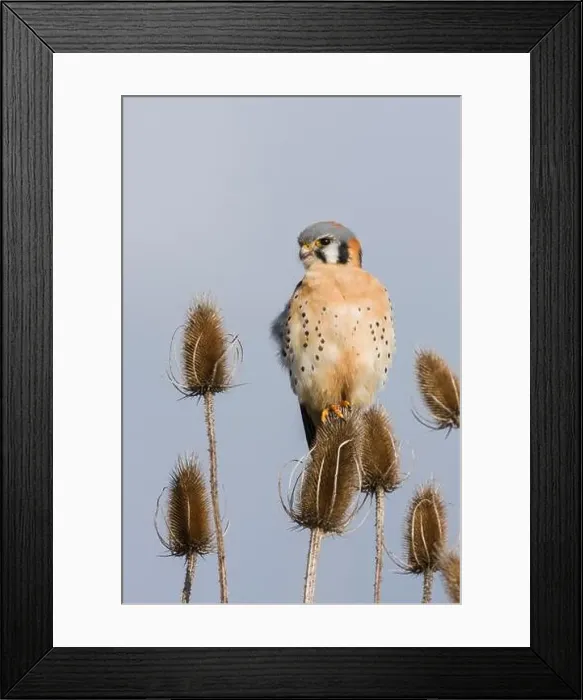 Framed Print : American kestrel scanning the nearby grassland for a potential meal Framed Print : American kestrel scanning the nearby grassland for a potential meal