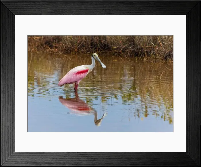 Framed Print : Roseate spoonbill, Merritt Island National Wildlife Refuge, Florida Framed Print : Roseate spoonbill, Merritt Island National Wildlife Refuge, Florida