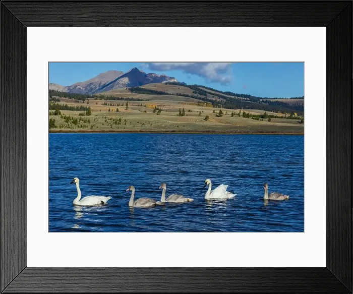 Framed Print : Trumpeter swan family exploring the shoreline of a pond Framed Print : Trumpeter swan family exploring the shoreline of a pond