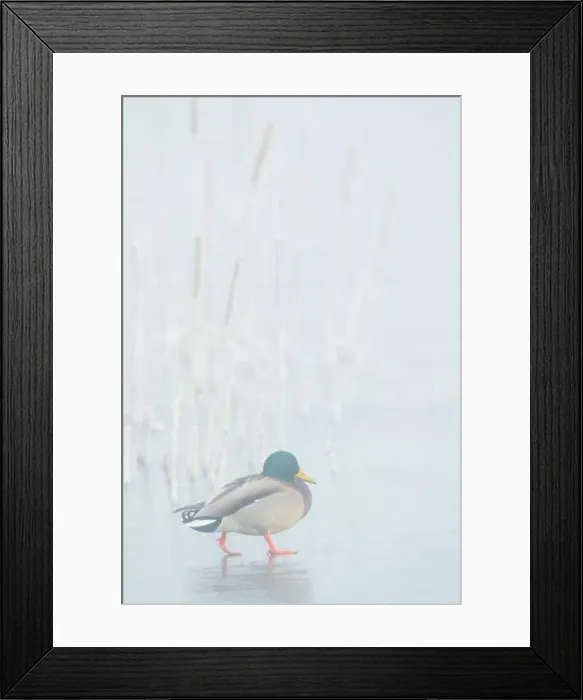 Framed Print : Mallard drake walks across frozen wetland in the morning fog Framed Print : Mallard drake walks across frozen wetland in the morning fog