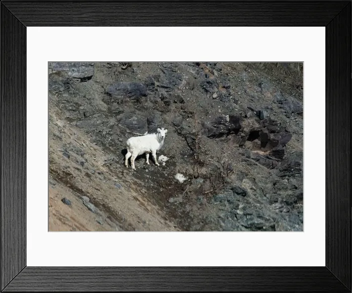 Framed Print : Dall sheep on the side of a rocky mountain on a sunny spring day in Alaska Framed Print : Dall sheep on the side of a rocky mountain on a sunny spring day in Alaska
