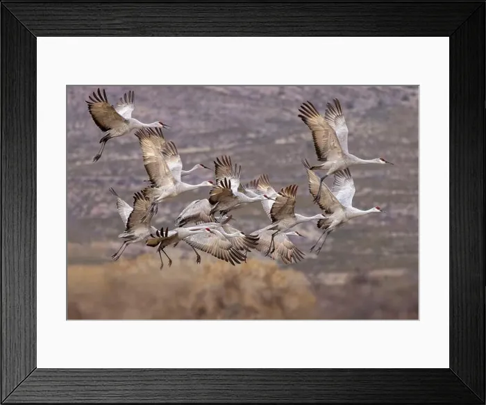 Framed Print : Sandhill cranes in flight formation. Bosque del Apache National Wildlife Refuge, New Mexico Framed Print : Sandhill cranes in flight formation. Bosque del Apache National Wildlife Refuge, New Mexico