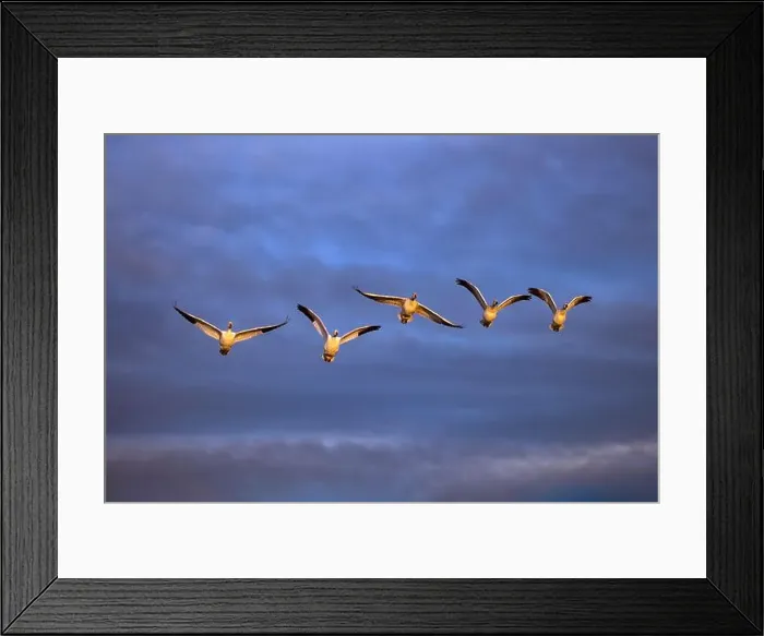 Framed Print : Sandhill cranes in flight formation. Bosque del Apache National Wildlife Refuge, New Mexico Framed Print : Sandhill cranes in flight formation. Bosque del Apache National Wildlife Refuge, New Mexico