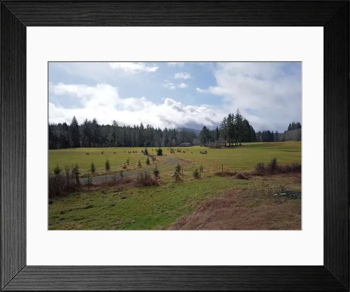 Framed Print : Sites around the Lake Quinault area in Olympic National Park Framed Print : Sites around the Lake Quinault area in Olympic National Park